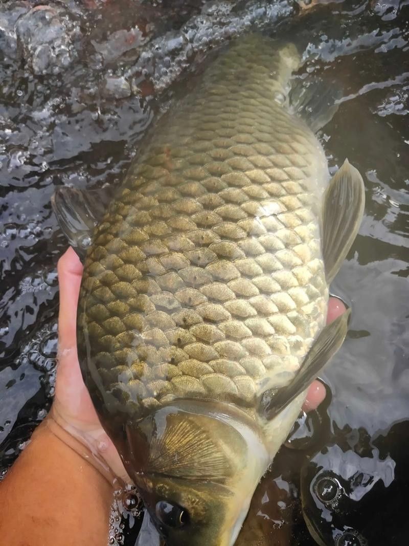云浮釣魚(yú)（云浮有哪些免費(fèi)開(kāi)放的水庫(kù)，適合休閑野釣）