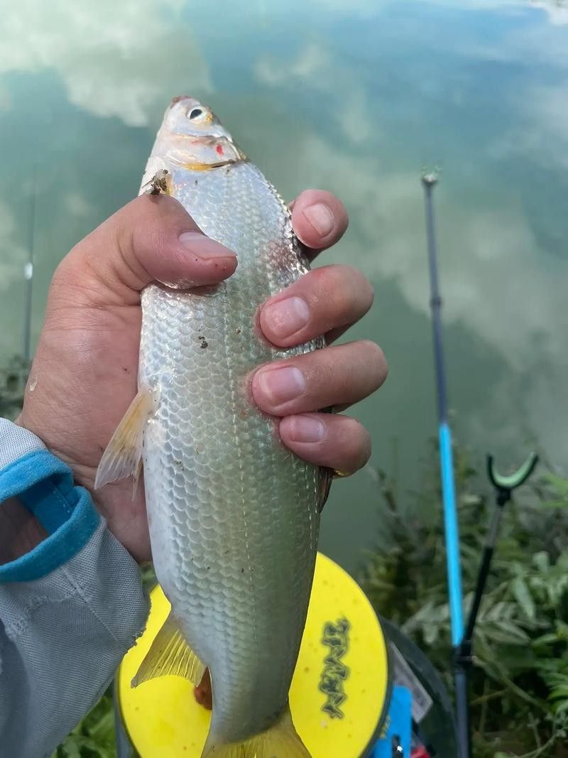云浮釣魚(yú)（云浮有哪些免費(fèi)開(kāi)放的水庫(kù)，適合休閑野釣）