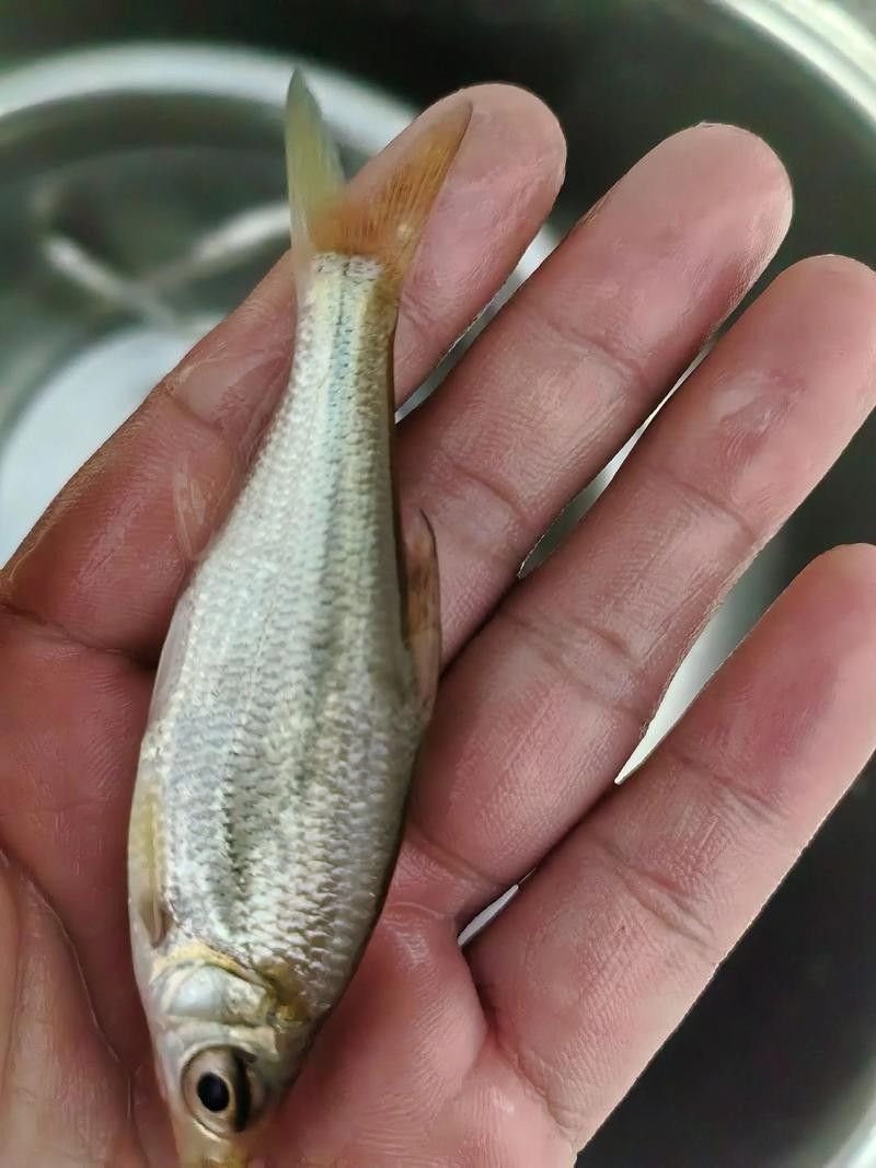 云浮釣魚(yú)（云浮有哪些免費(fèi)開(kāi)放的水庫(kù)，適合休閑野釣）