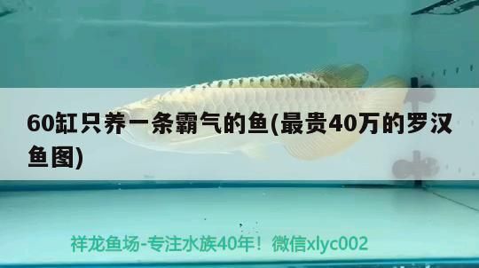 60缸只養一條霸氣的魚(最貴40萬的羅漢魚圖)（60缸只養一條霸氣的羅漢魚好嗎） 60缸只養一條霸氣的魚(最貴40萬的羅漢魚圖)（60缸只養一條霸氣的羅漢魚好嗎） 觀賞魚百科