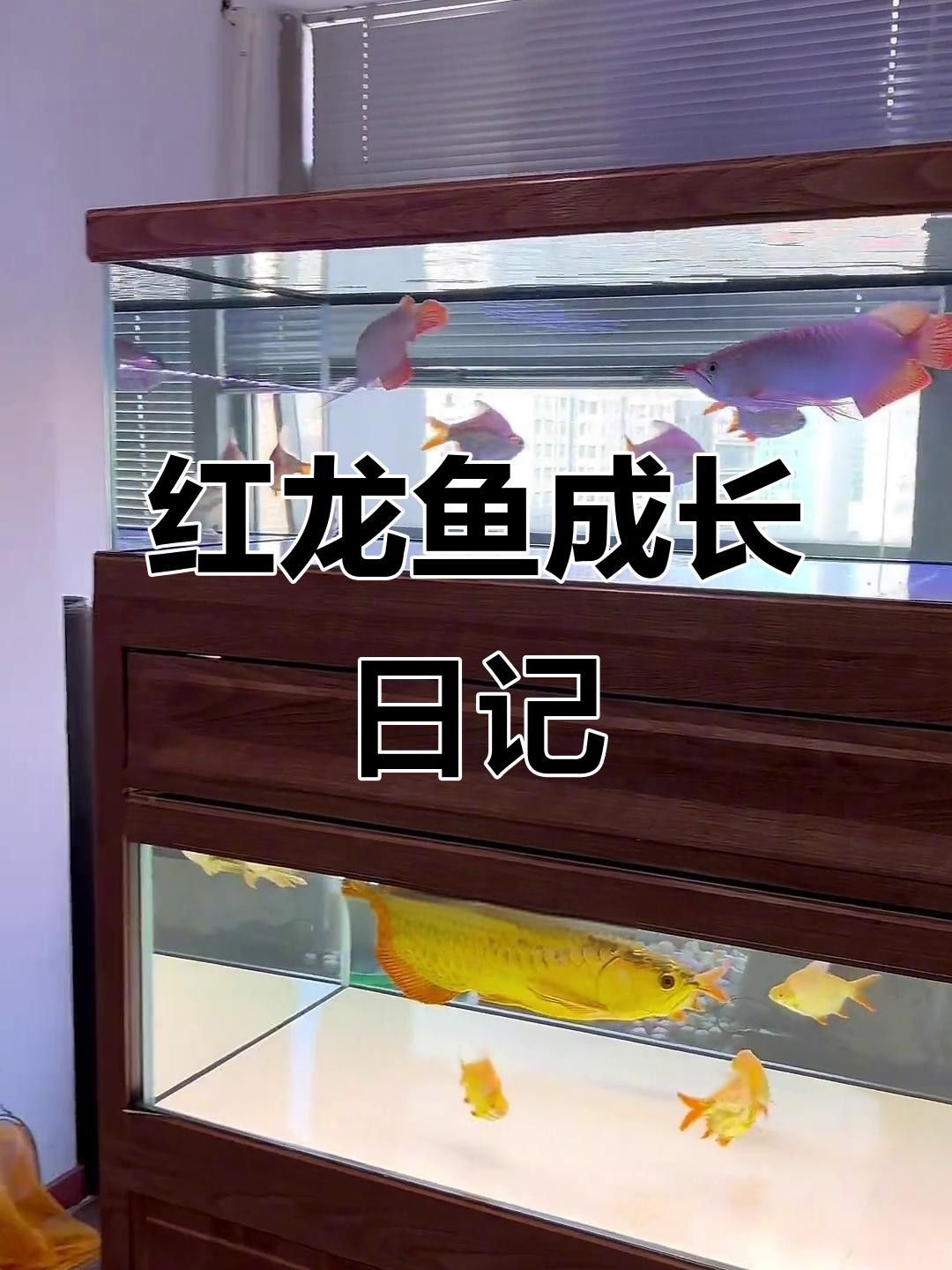 鲅魚圈紅龍魚（“鲅魚圈紅龍魚”與“紅龍魚”之間具體關(guān)聯(lián)的明確信息）