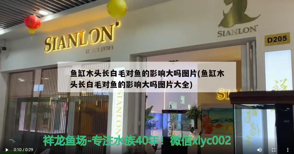 魚缸木頭長白毛對魚的影響大嗎圖片(魚缸木頭長白毛對魚的影響大嗎圖片大全)（魚缸木頭長白毛對魚的影響大嗎）