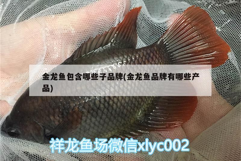 金龍魚包含哪些子品牌(金龍魚品牌有哪些產品)（金龍魚包含哪些子品牌）