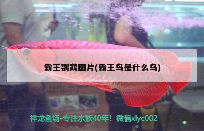 霸王鸚鵡圖片(霸王鳥是什么鳥)（恐龍考古新發現——難逃泥潭龍）