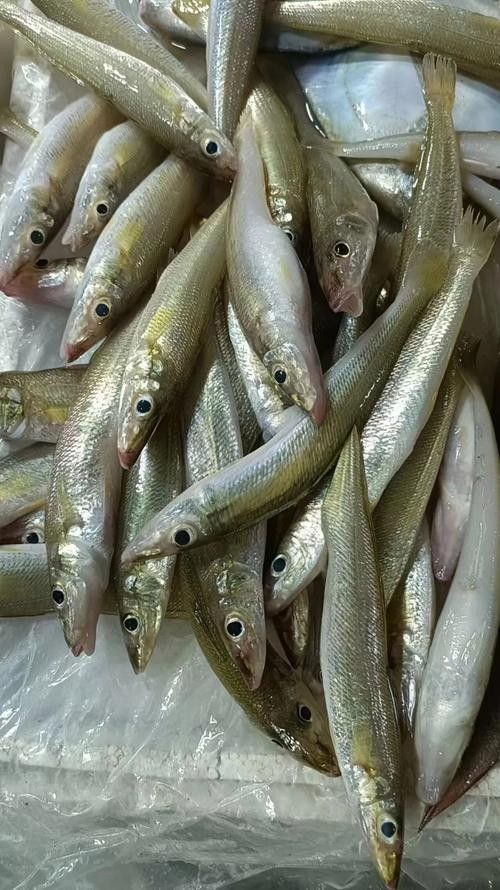 廣東特產(chǎn)魚推薦（廣東特產(chǎn)魚是廣東人餐桌上的常客）