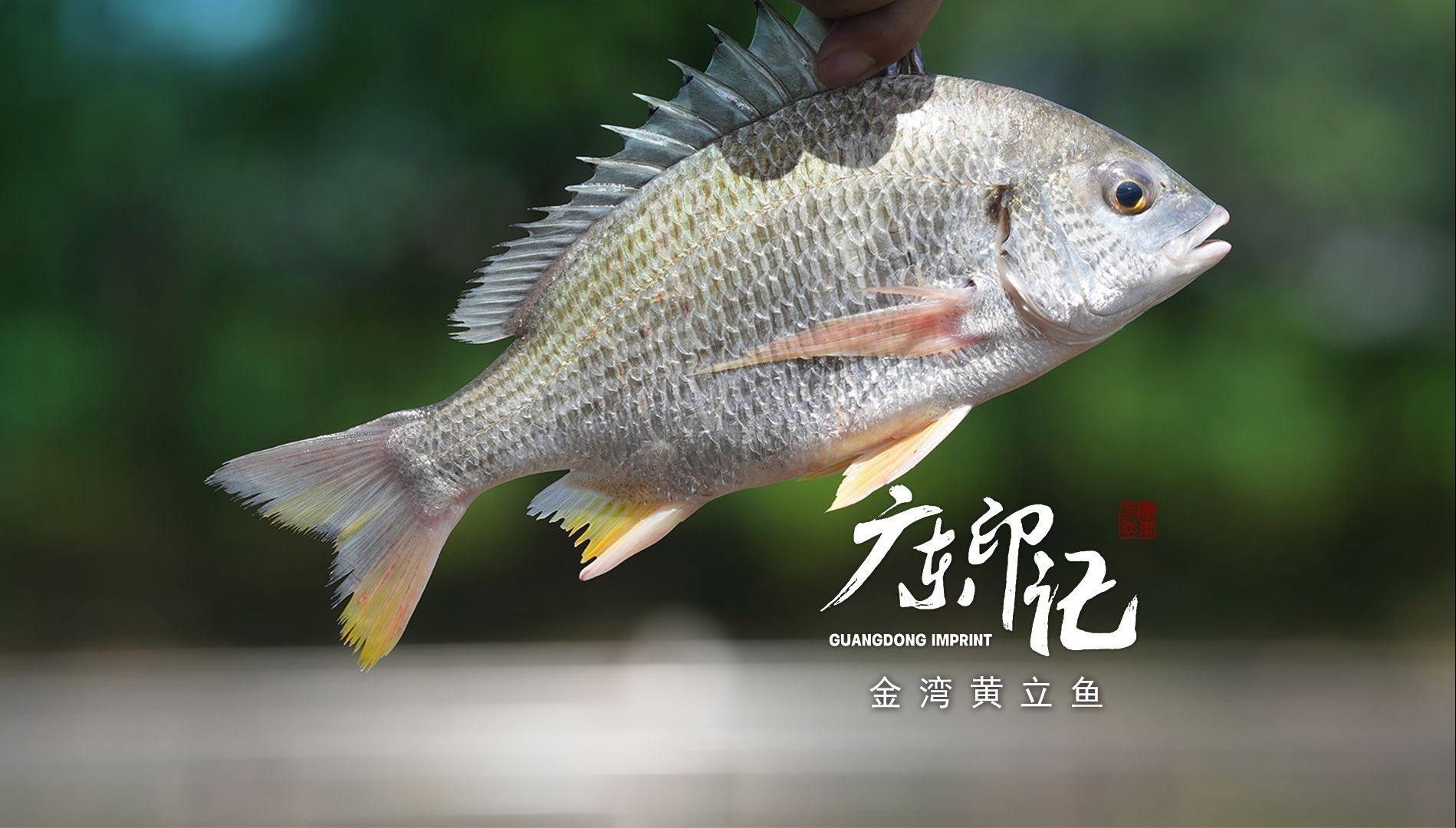 廣東特產魚推薦（廣東特產魚是廣東人餐桌上的?？停?></span>04:46【廣東美食推薦】金灣黃立魚,魚體厚實、鱗色鮮亮、肉質細嫩鮮美的灣區美食!嗶哩嗶哩<br><span id=