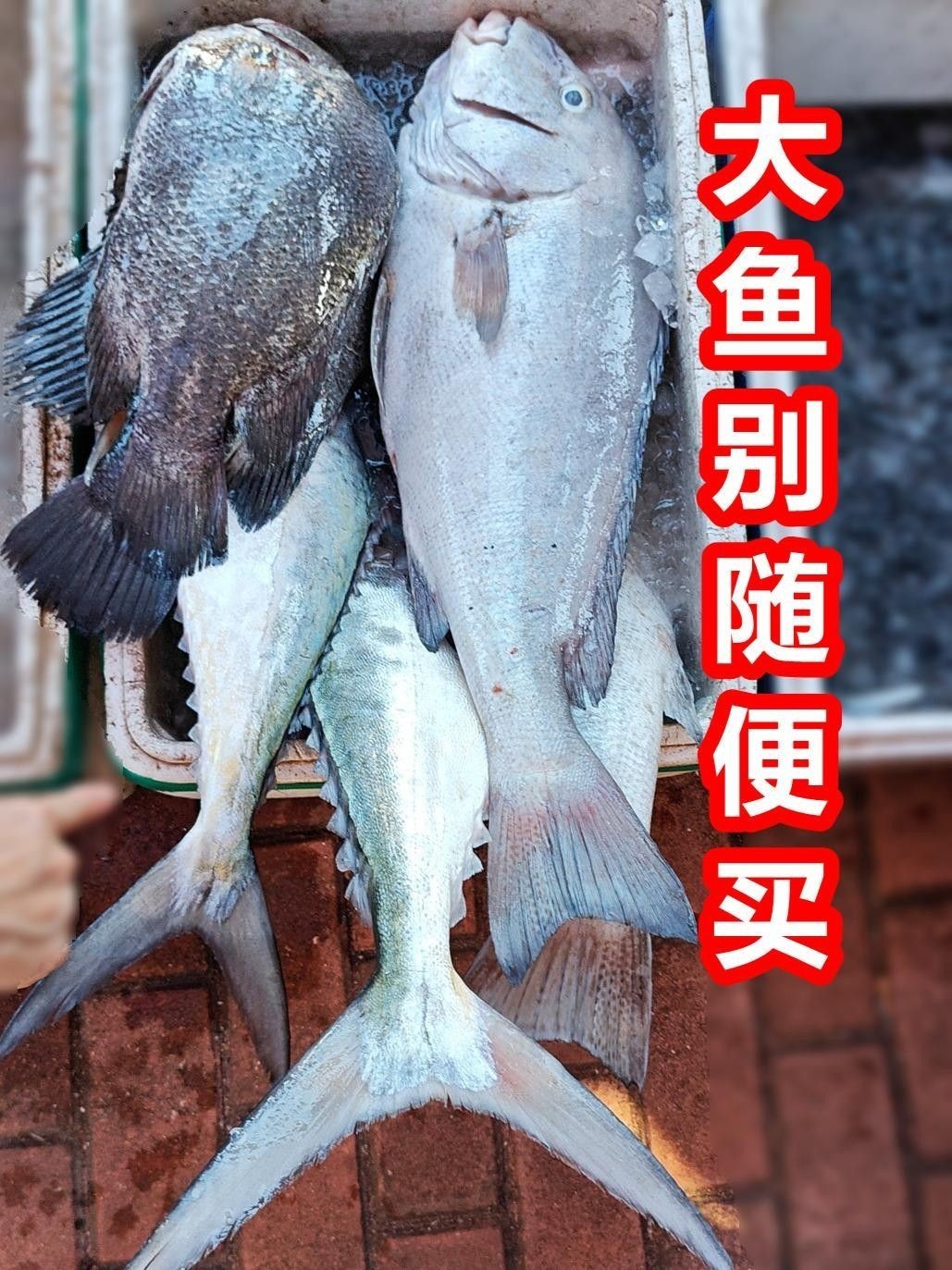 廣東特產魚推薦（廣東特產魚是廣東人餐桌上的常客）