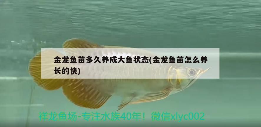 金龍魚苗多久養成大魚狀態(金龍魚苗怎么養長的快)
