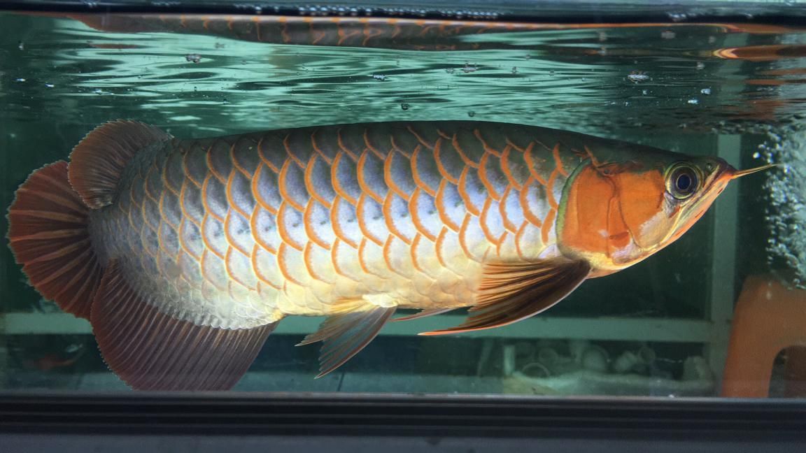 紅龍魚為什么不吃食（紅龍魚不吃東西怎么辦）