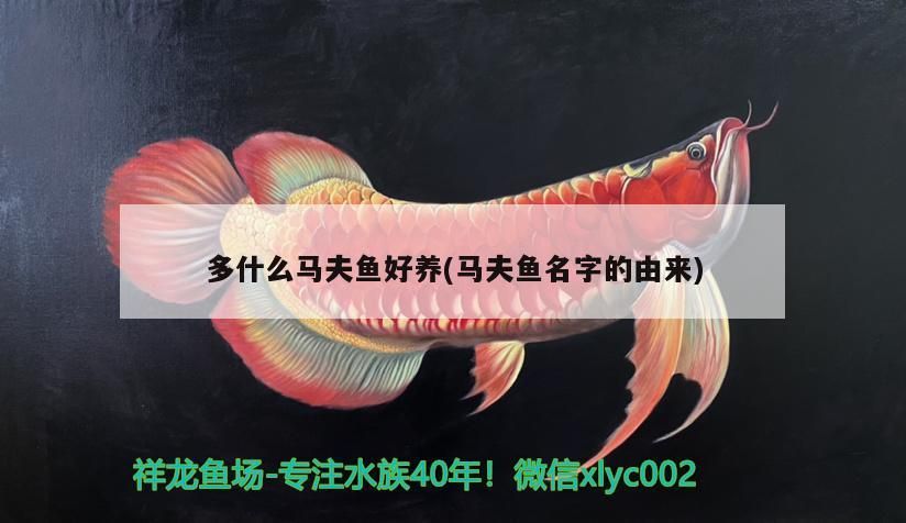 多什么馬夫魚好養(yǎng)(馬夫魚名字的由來(lái))（多什么馬夫魚好養(yǎng)） 多什么馬夫魚好養(yǎng)(馬夫魚名字的由來(lái))（多什么馬夫魚好養(yǎng)） 觀賞魚百科