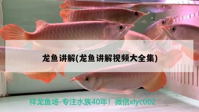 龍魚講解(龍魚講解視頻大全集)（古典過背金龍幼魚和金龍幼魚的區別，古典過背分辨方法）