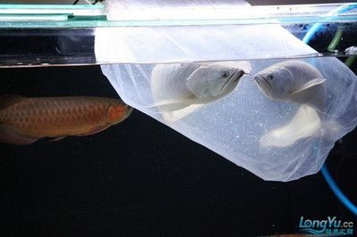 怎么能養好銀龍魚視頻教程【關于銀龍魚的問題】