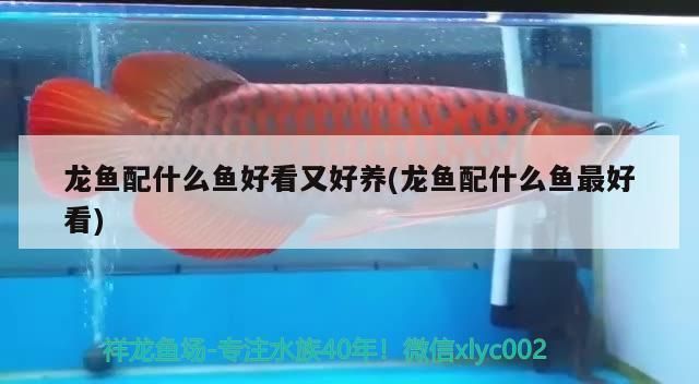 龍魚配什么魚好看又好養(yǎng)(龍魚配什么魚最好看)（龍魚配什么魚好看又好養(yǎng)）