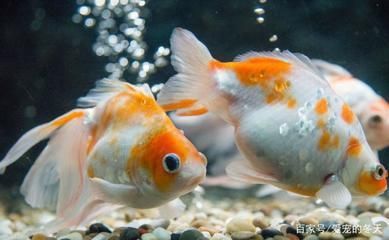 觀賞魚值錢嗎（觀賞魚的價值主要體現在兩個方面：觀賞魚的價值主要體現在兩個方面）