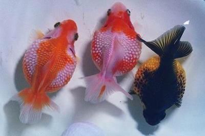 觀賞魚值錢嗎（觀賞魚的價值主要體現在兩個方面：觀賞魚的價值主要體現在兩個方面）