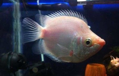 觀賞魚值錢嗎（觀賞魚的價值主要體現在兩個方面：觀賞魚的價值主要體現在兩個方面）