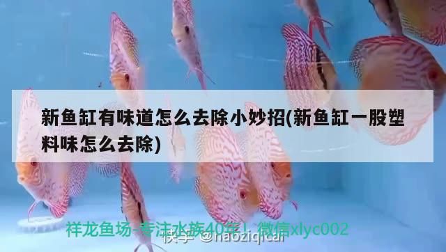 新魚缸有味道怎么去除小妙招(新魚缸一股塑料味怎么去除)（新魚缸塑料味怎么去除魚缸水有異味小妙招）
