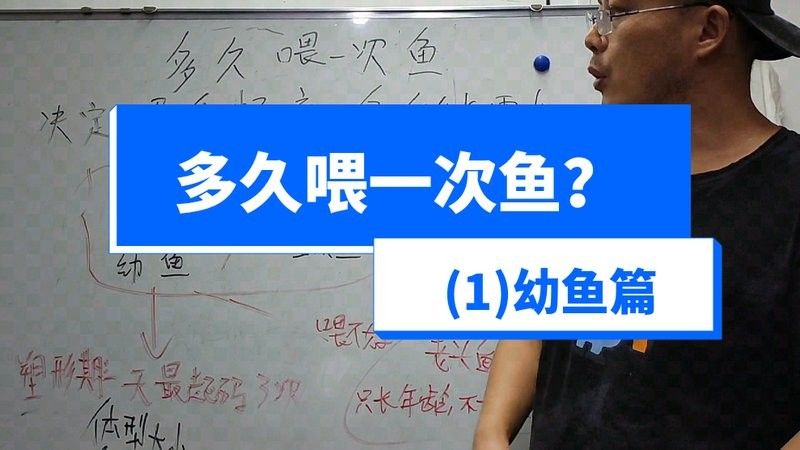50公分的紅龍魚幾天喂一次（50公分的紅龍魚每天喂幾次，喂食頻率是確保其健康生長的關鍵）