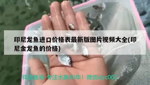 印尼龍魚進(jìn)口價格表最新版圖片視頻大全(印尼金龍魚的價格)（印尼金龍魚進(jìn)口價格表最新版圖片視頻大全） 印尼龍魚進(jìn)口價格表最新版圖片視頻大全(印尼金龍魚的價格)（印尼金龍魚進(jìn)口價格表最新版圖片視頻大全） 觀賞魚百科