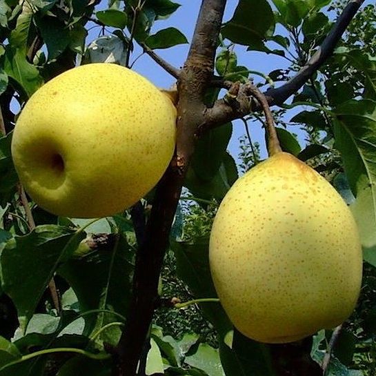 泊頭特產(chǎn)介紹（滄州泊頭十大特產(chǎn)）