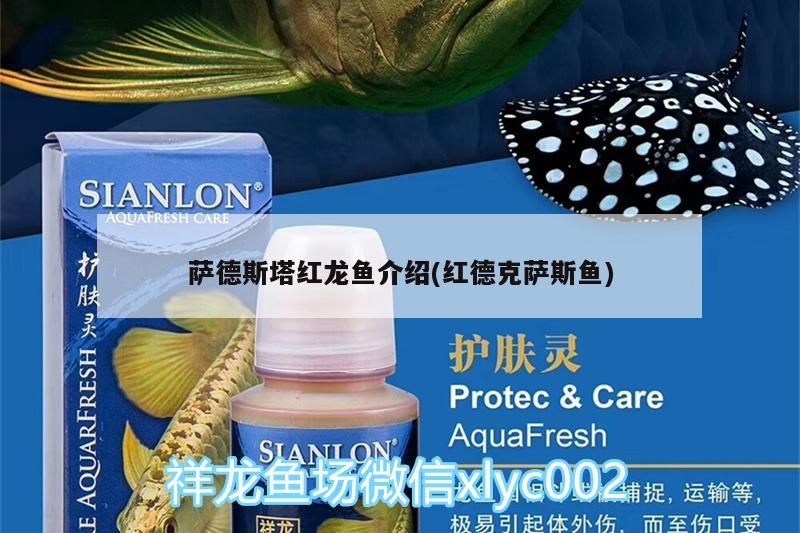 薩德斯塔紅龍魚介紹(紅德克薩斯魚)（紅德克薩斯紅龍魚介紹） 薩德斯塔紅龍魚介紹(紅德克薩斯魚)（紅德克薩斯紅龍魚介紹） 觀賞魚百科