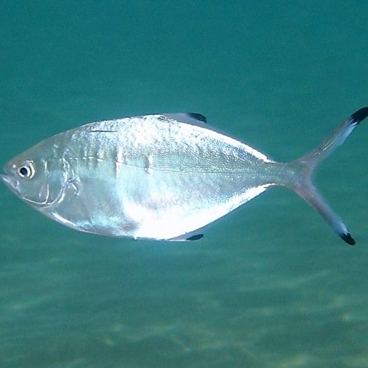 淡水金鯧魚（墨川繪事最近市場很多金鯧魚買了3條分享潮汕特色做法）
