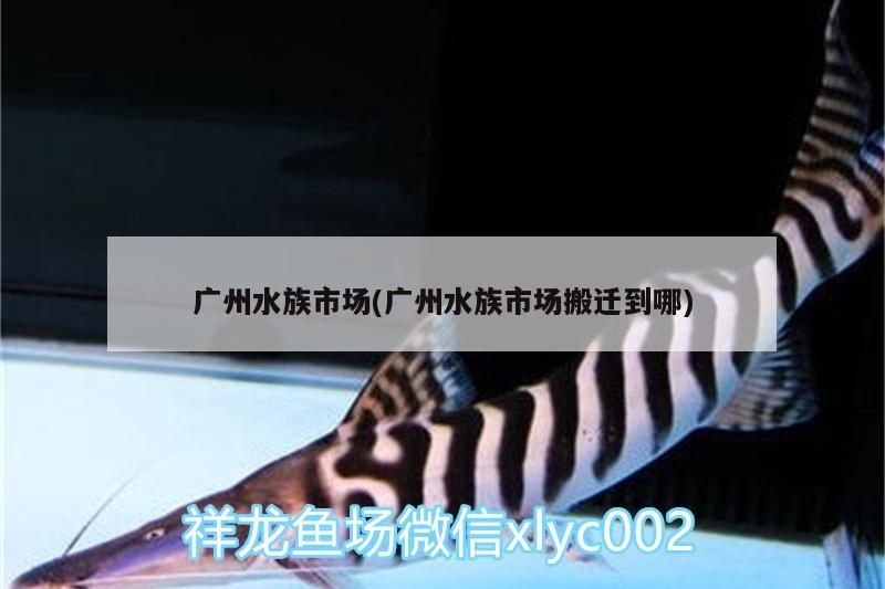 廣州水族市場(chǎng)(廣州水族市場(chǎng)搬遷到哪)（以鮮花為特色的廣州水族市場(chǎng)搬遷至新址）