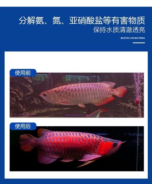 美國(guó)百因美龍魚（“美國(guó)百因美”品牌及其龍魚品牌及其龍魚相關(guān)產(chǎn)品信息）