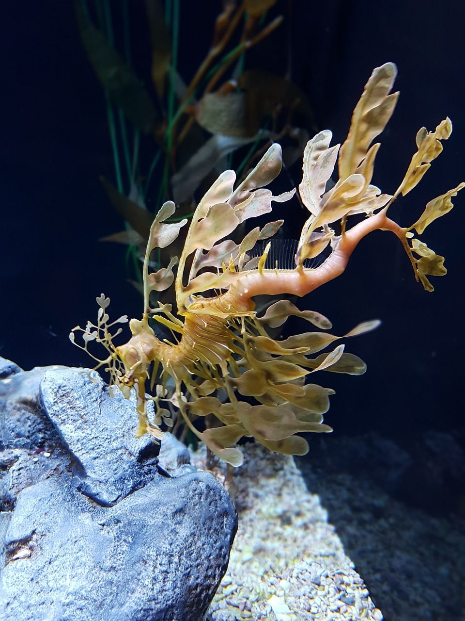 龍魚突然蒙眼怎么辦：龍魚突然蒙眼怎么辦啊（如何治療龍魚蒙眼?。?></span></p><p class=