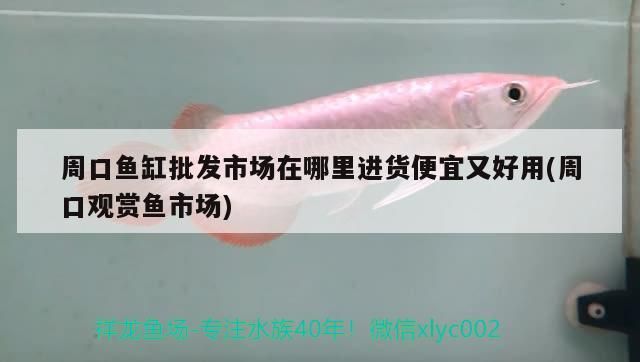 周口魚缸批發市場在哪里進貨便宜又好用(周口觀賞魚市場)（周口魚缸批發市場在哪里進貨便宜又好用）