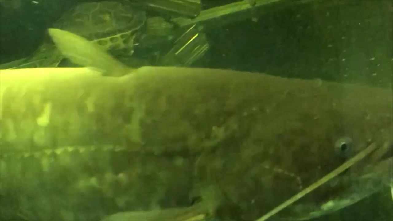 鄭州觀賞魚運輸公司排名前十（ 鄭州觀賞魚批發市場電話）（鄭州哪里有賣觀賞魚的）