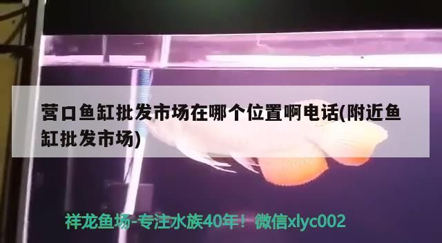 營口魚缸批發市場在哪個位置啊電話(附近魚缸批發市場)（營口魚缸批發市場在哪個位置啊電話）