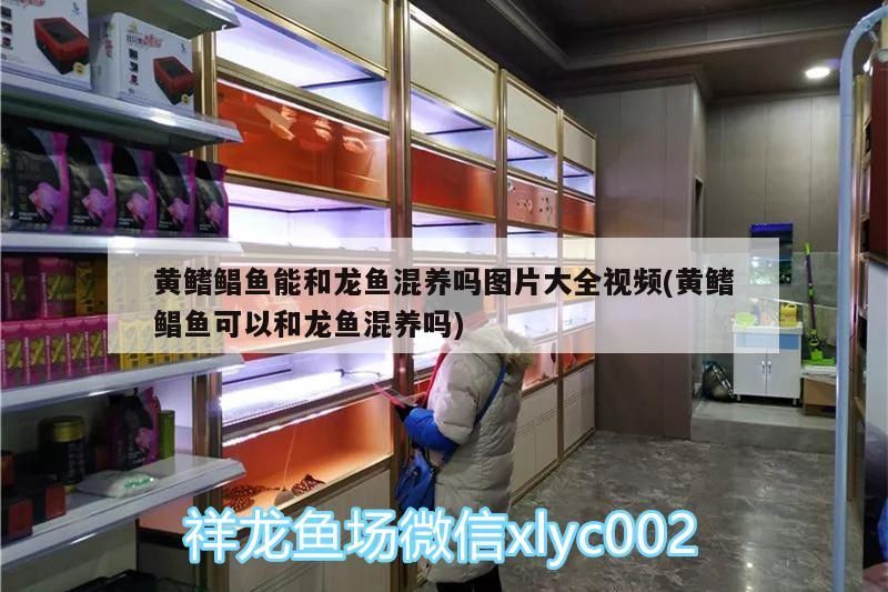 黃鰭鯧魚能和龍魚混養嗎圖片大全視頻(黃鰭鯧魚可以和龍魚混養嗎)（黃鰭鯧魚可以和龍魚混養嗎） 黃鰭鯧魚能和龍魚混養嗎圖片大全視頻(黃鰭鯧魚可以和龍魚混養嗎)（黃鰭鯧魚可以和龍魚混養嗎） 觀賞魚百科