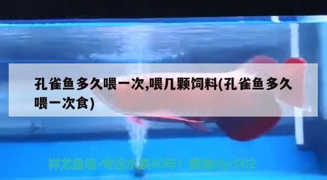 孔雀魚多久喂一次,喂幾顆飼料(孔雀魚多久喂一次食)（養孔雀魚的注意事項）