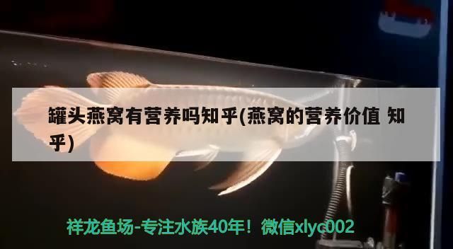罐頭燕窩有營養嗎知乎(燕窩的營養價值知乎) 罐頭燕窩有營養嗎知乎(燕窩的營養價值知乎) 觀賞魚百科