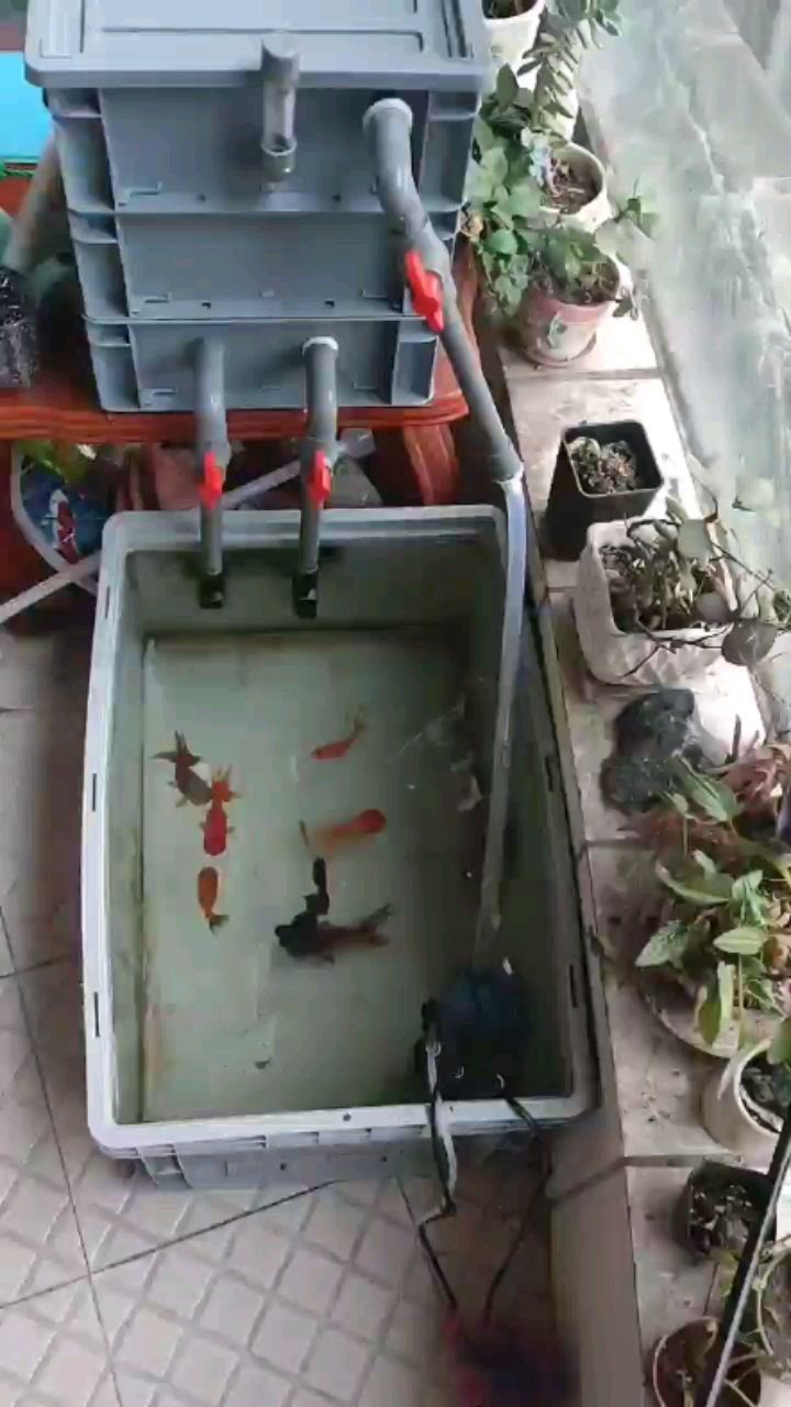 晉州哪里有賣魚缸的店鋪啊圖片（晉州魚缸二手市場）（哈爾濱市道里區(qū)哈爾濱市道里區(qū)力四方臺魚缸定制魚缸）
