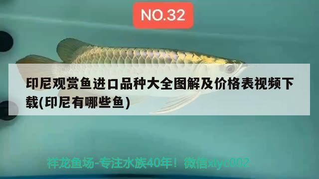 鸚鵡魚 印尼觀賞魚進口品種大全圖解及價格表視頻下載(印尼有哪些魚) 觀賞魚百科 印尼觀賞魚進口品種大全圖解及價格表視頻下載(印尼有哪些魚) 印尼觀賞魚進口品種大全圖解及價格表視頻下載(印尼有哪些魚) 觀賞魚百科