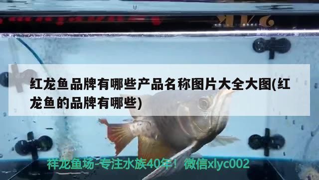 紅龍魚(yú)品牌有哪些產(chǎn)品名稱圖片大全大圖(紅龍魚(yú)的品牌有哪些)（紅龍魚(yú)品牌有哪些產(chǎn)品名稱及名稱圖片大全大圖）