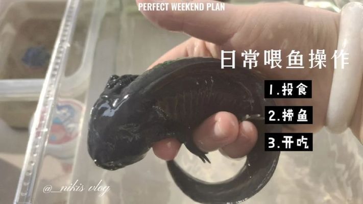 六角恐龍魚飼料怎么喂：六角恐龍魚喂食后清潔技巧，