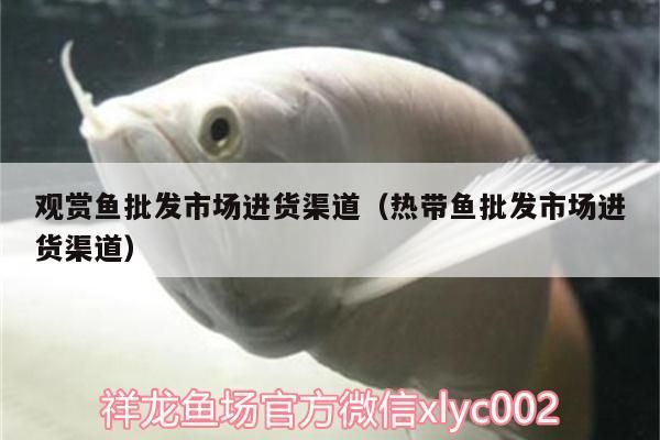 觀賞魚批發市場進貨渠道（熱帶魚批發市場進貨渠道）（觀賞魚批發市場的進貨渠道）