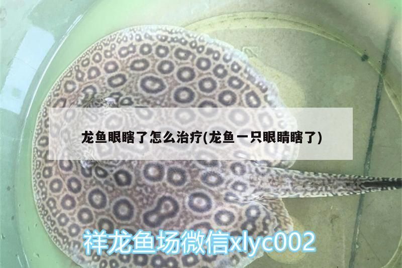 龍魚眼瞎了怎么治療(龍魚一只眼睛瞎了)（龍魚眼瞎了怎么辦）