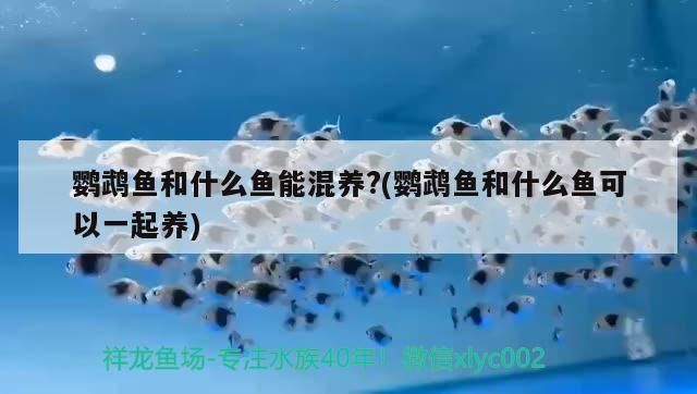 鸚鵡魚和什么魚能混養?(鸚鵡魚和什么魚可以一起養)（鸚鵡魚和什么魚可以混養？）