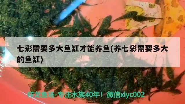 錦州水族館（錦州水族館哪里有）（錦州水族館哪里好玩） 錦州水族館（錦州水族館哪里有）（錦州水族館哪里好玩） 觀賞魚百科 第2張