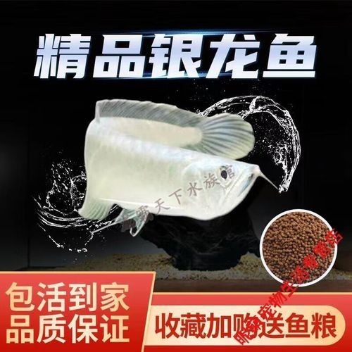 普通龍魚多少錢一條（普通龍魚價格波動大嗎普通龍魚多少錢一只江月行客）