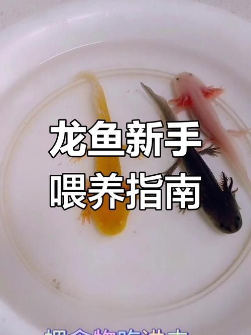 龍魚喂活食好還是冷凍的好（龍魚喂食技巧全解析喂魚喂活食還是冷凍食物）