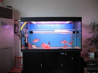 白子龍魚繁殖技巧（如何提高白子龍魚的繁殖成功率）