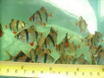 給大魚缸換水的作文:體驗給大魚缸換水的樂趣:體驗給大魚缸換水:給大魚缸換水的作文 自貢觀賞魚批發市場(自貢花市自貢觀賞魚批發市場、燈桿壩一帶自貢鳥市場) 觀賞魚百科 自貢觀賞魚批發市場(自貢花市自貢觀賞魚批發市場、燈桿壩一帶自貢鳥市場) 自貢觀賞魚批發市場(自貢花市自貢觀賞魚批發市場、燈桿壩一帶自貢鳥市場) 觀賞魚百科