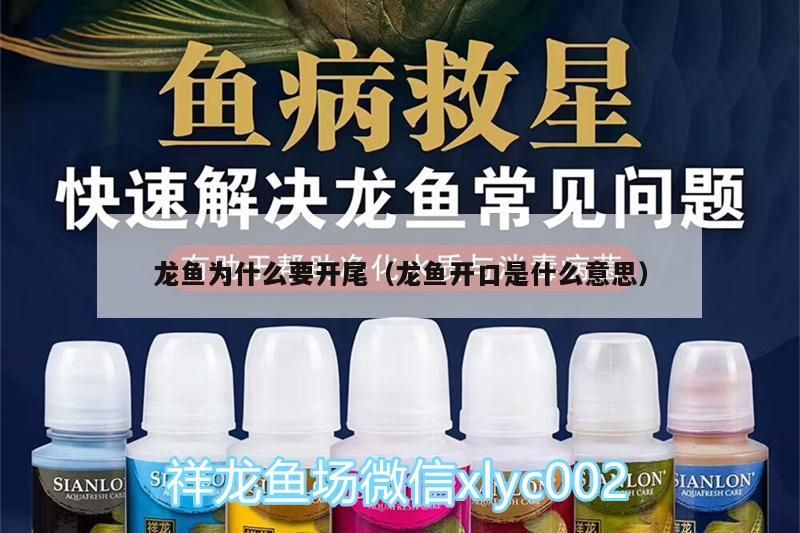 龍魚為什么要開尾（龍魚開口是什么意思）（觀賞魚為什么要開尾，龍魚開口是什么意思對應的原因）