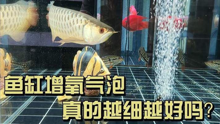 濰坊觀賞魚批發市場電話號碼（濰坊觀賞魚批發市場電話號碼查詢）（濰坊觀賞魚批發市場怎么查詢？）