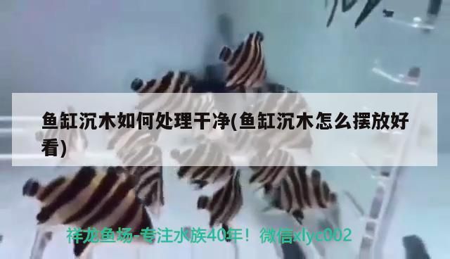 魚缸沉木如何處理干凈(魚缸沉木怎么擺放好看)（魚缸沉木如何處理） 魚缸沉木如何處理干凈(魚缸沉木怎么擺放好看)（魚缸沉木如何處理） 觀賞魚百科